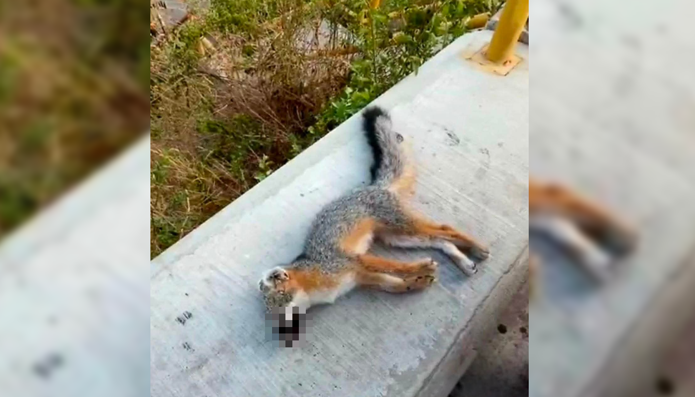 Chacal muerto