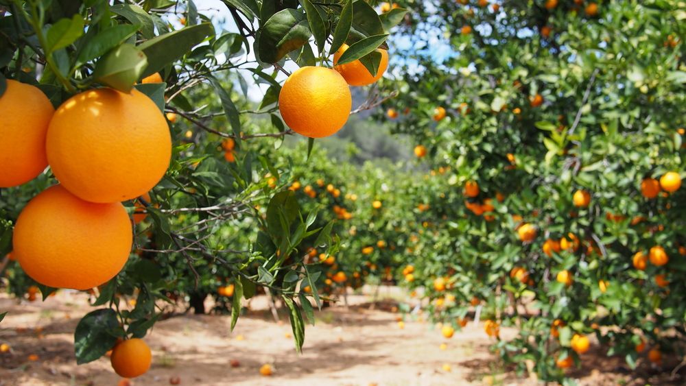 Impulsan cultivo de naranja en El Carrizo como alternativa ante crisis de granos