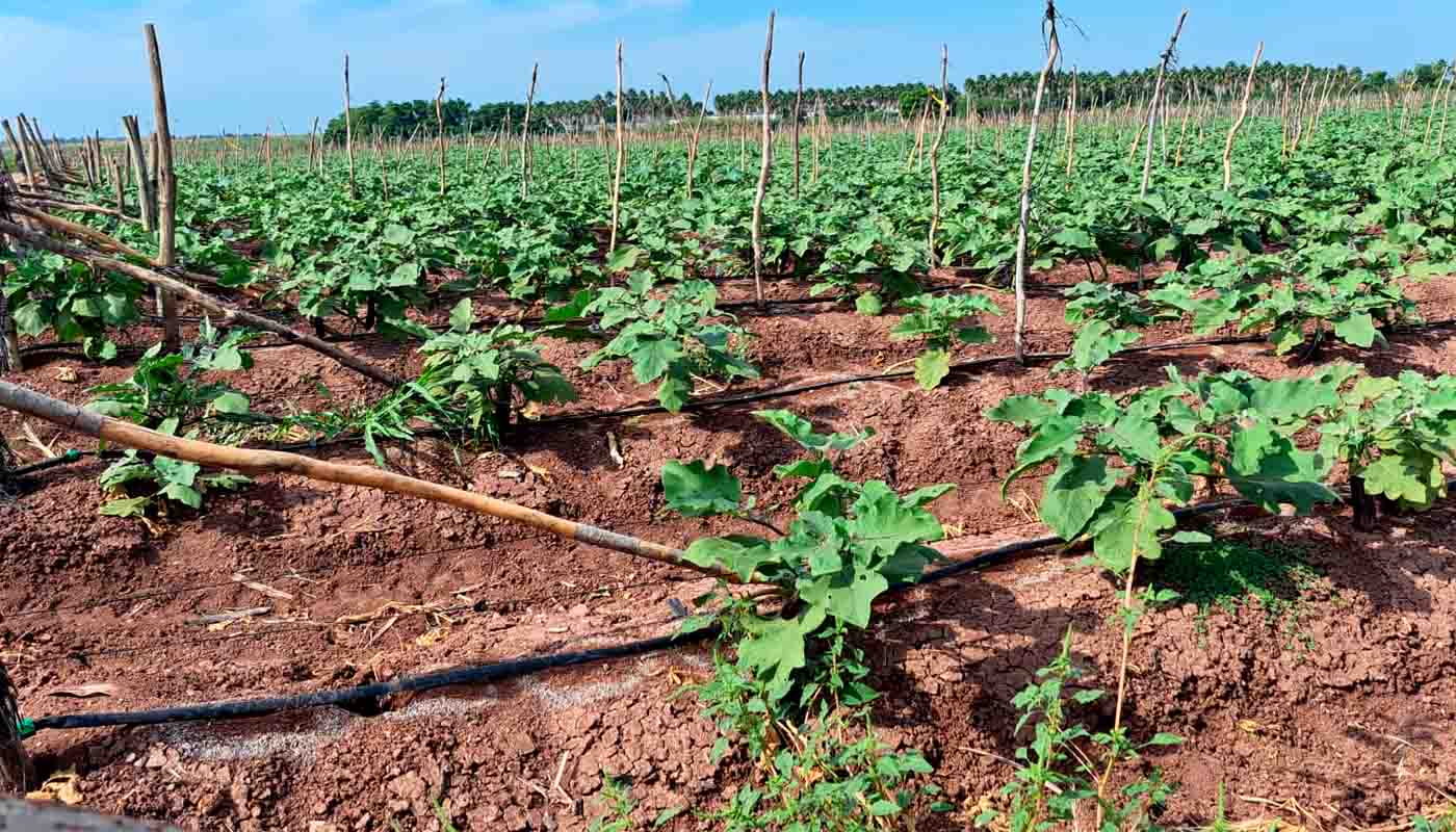 Cultivo en Sinaloa