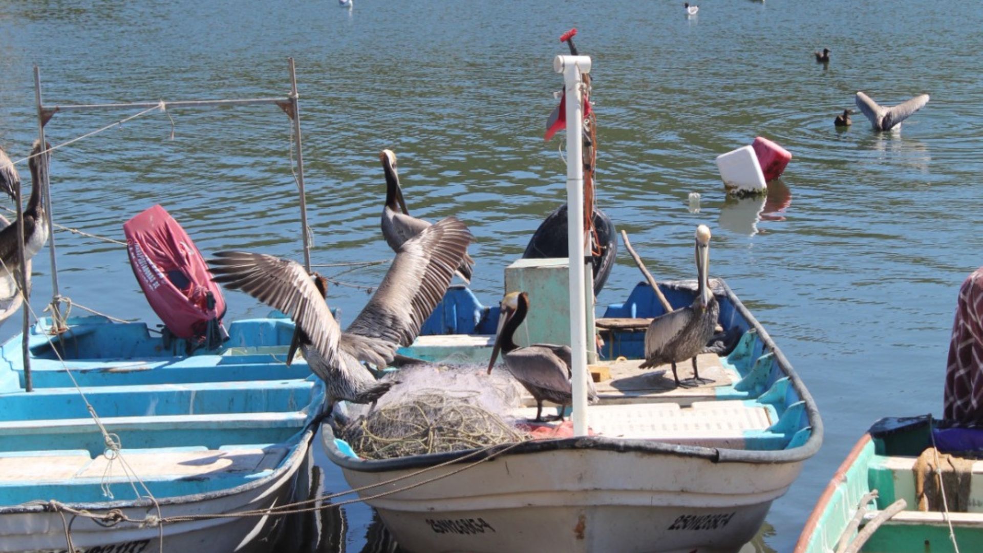 Botes pesqueros