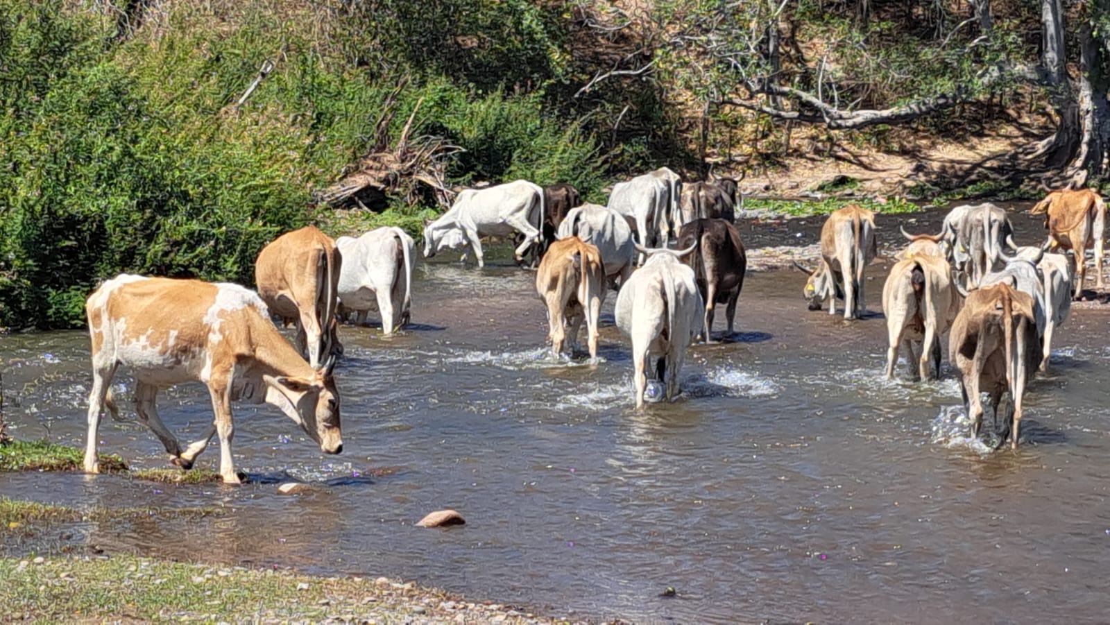 Ganado bebiendo agua.
