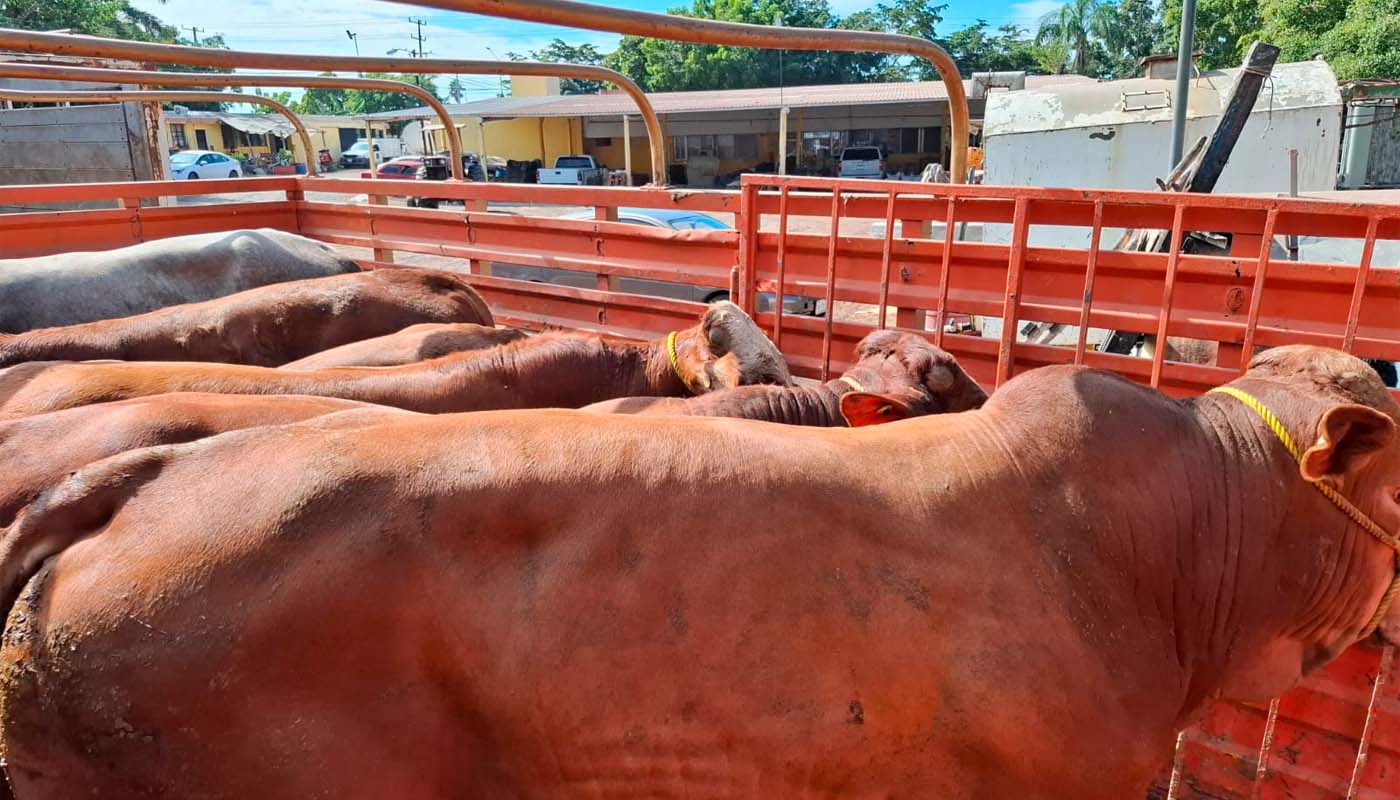 Ganado en camioneta de transporte, en Mazatlán