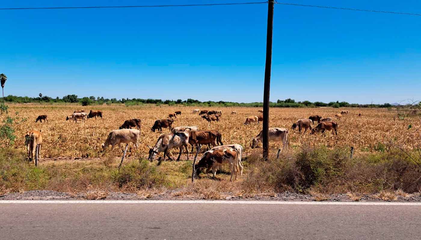Ganado en Sinaloa