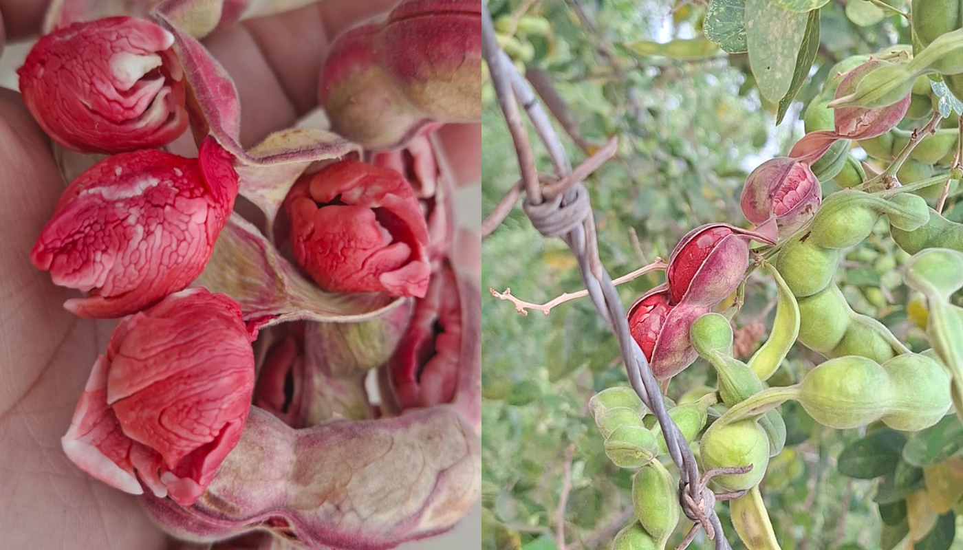 Guamúchil, fruto silvestre.