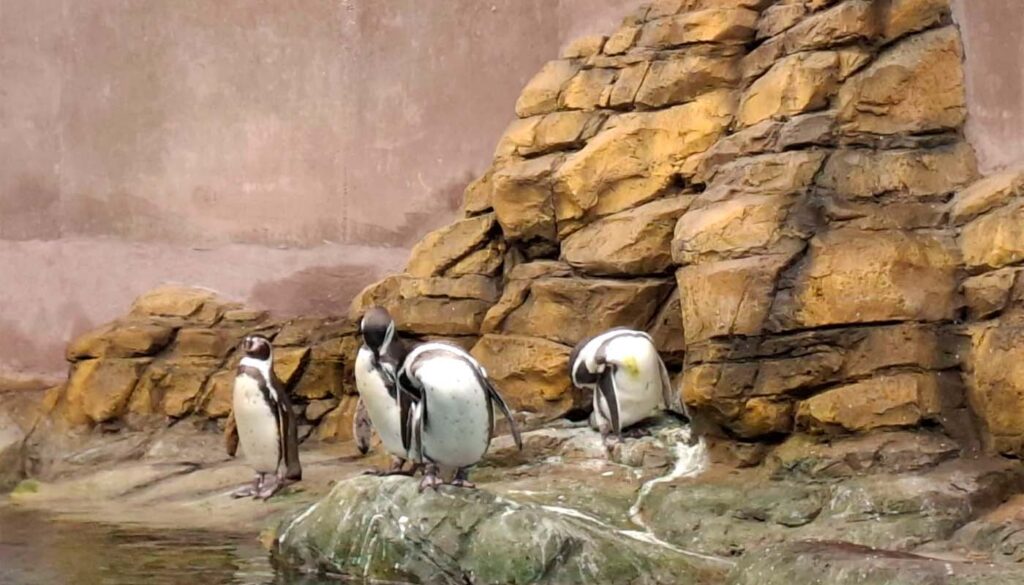 Hábitat de pingüinos en Gran Acuario Mazatlán