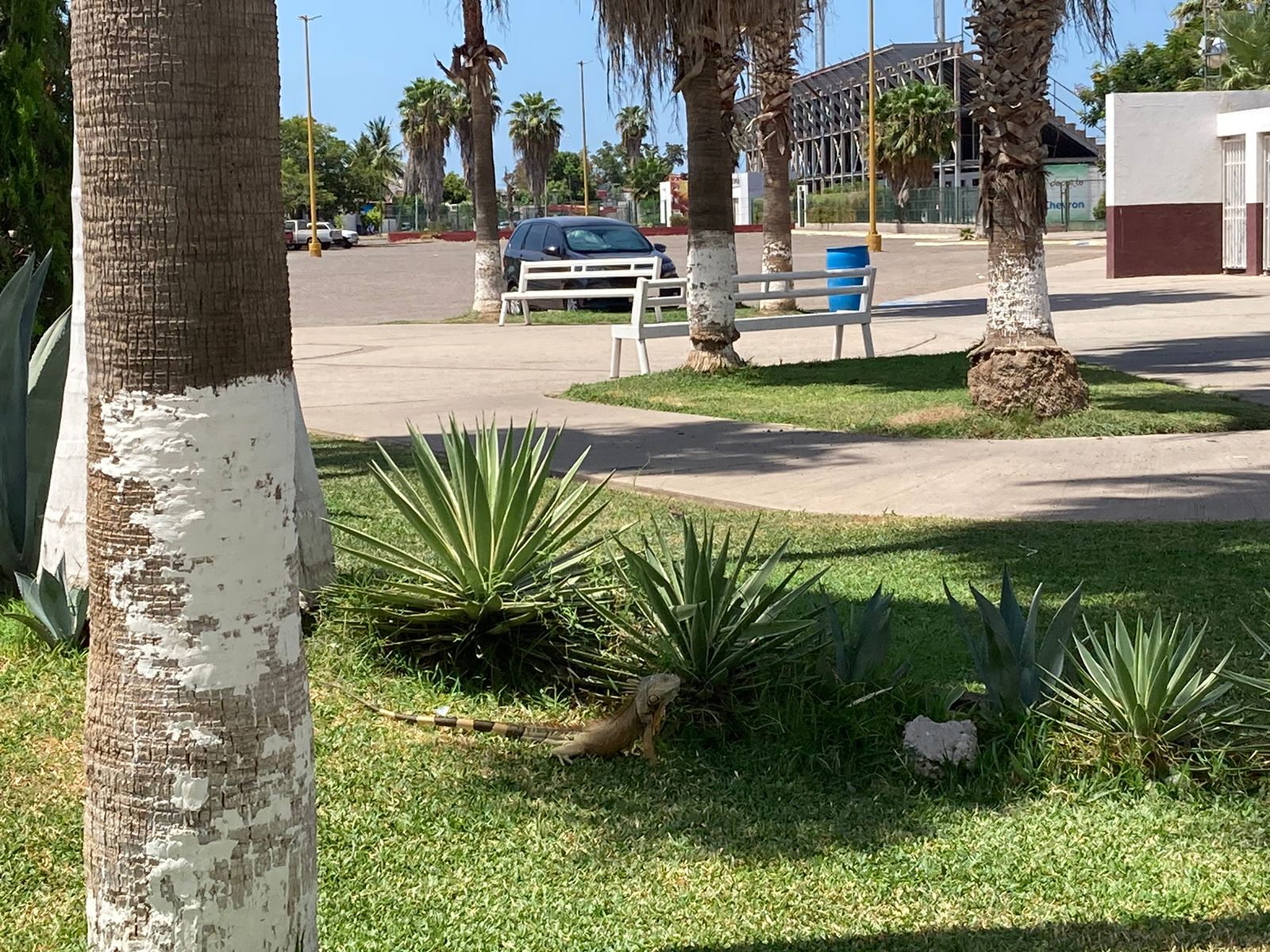 Iguana descansando en el jardín de la Ciudad Deportiva Centenario de Los Mochis.