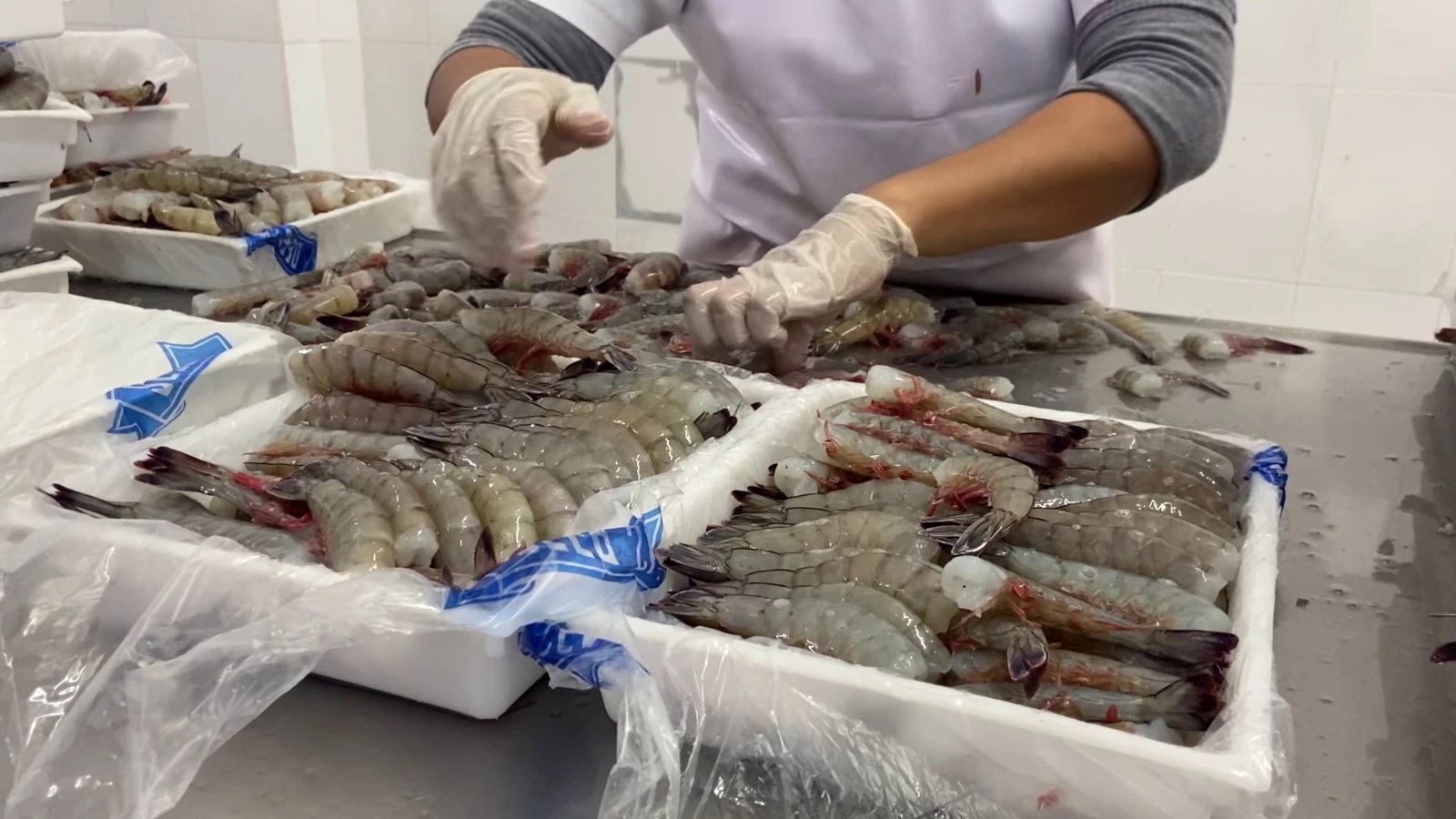 Importación de camarones