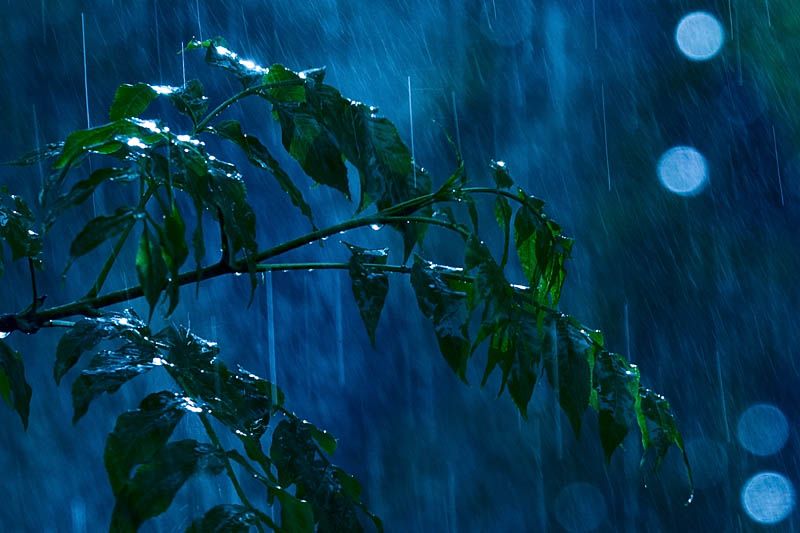 Lluvia cayendo sobre las ramas de un árbol.