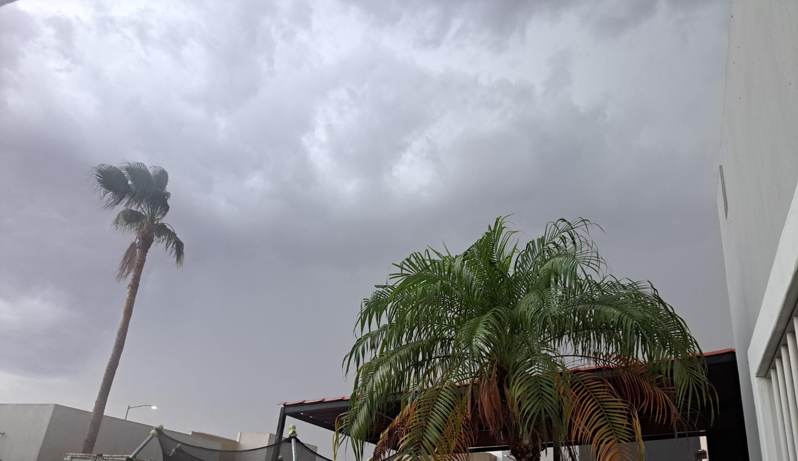 Nubes en color gris junto a una palmera