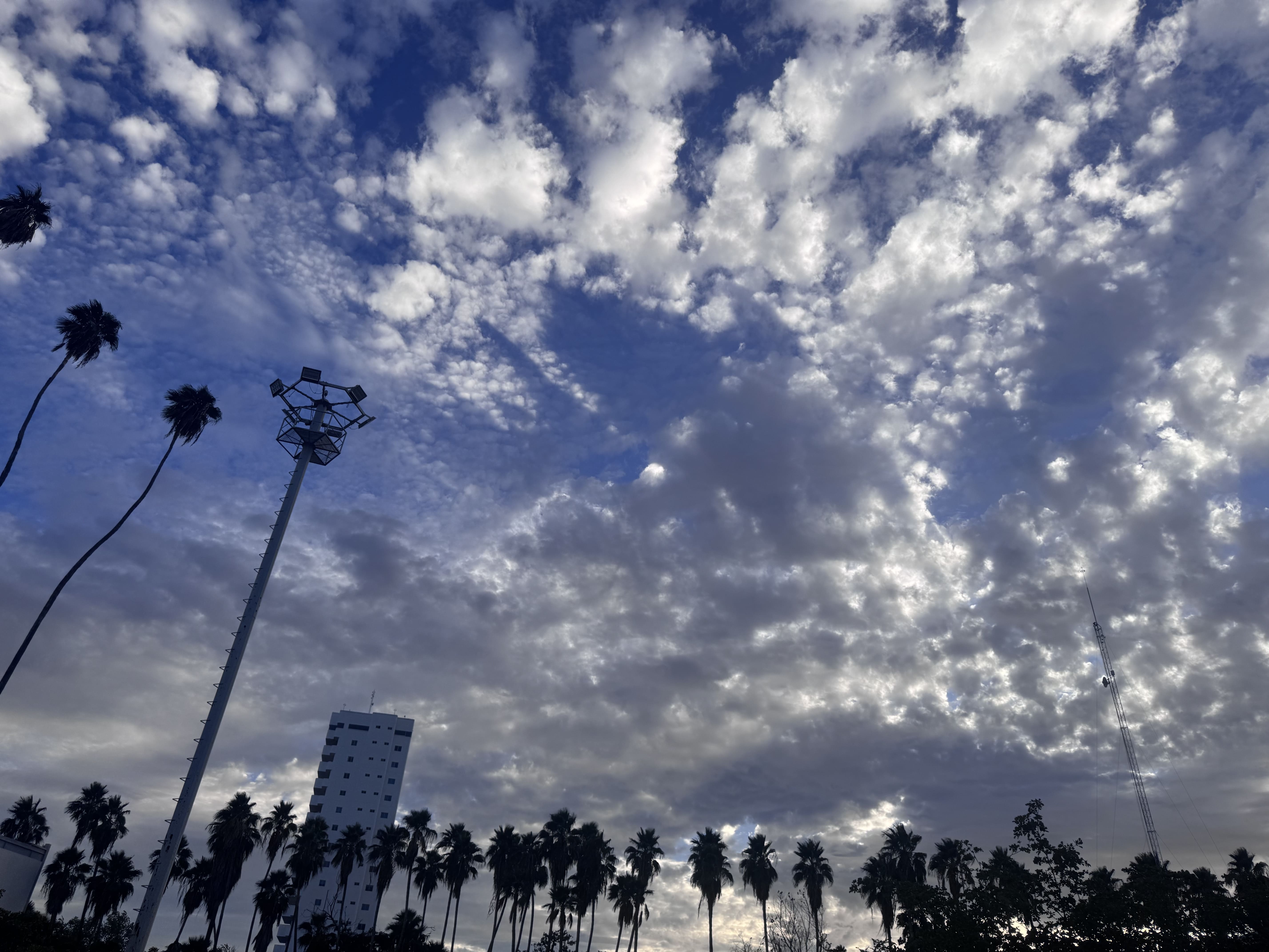 Palmeras cielo nublado