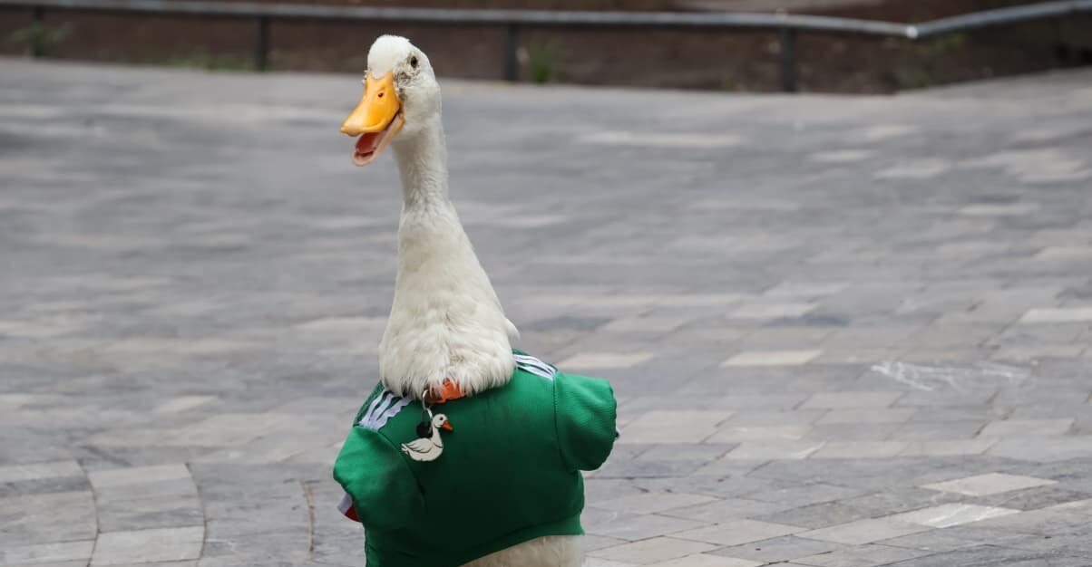 El Pato Merlín conquista a la afición en CDMX; lo adoptan como mascota 