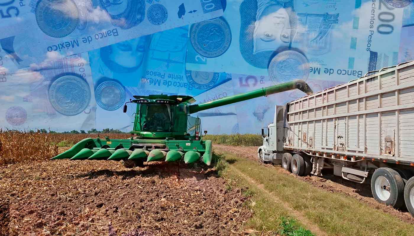 Recolección del grano de maíz en Guasave, con billetes en el cielo