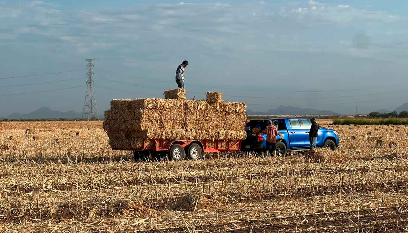 Recolección de forraje en Sinaloa