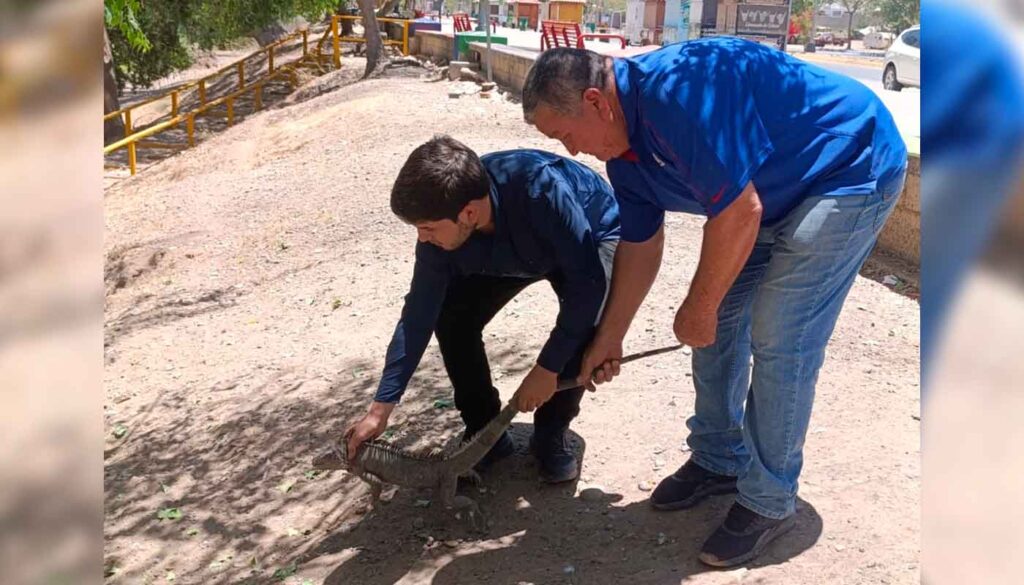 Rescatan a iguana de más de un metro en Guasave