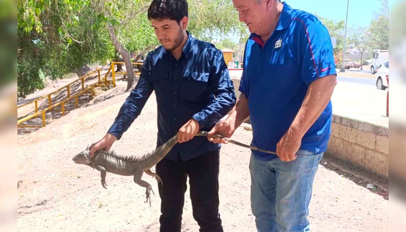 Rescatan a iguana de más de un metro en Guasave