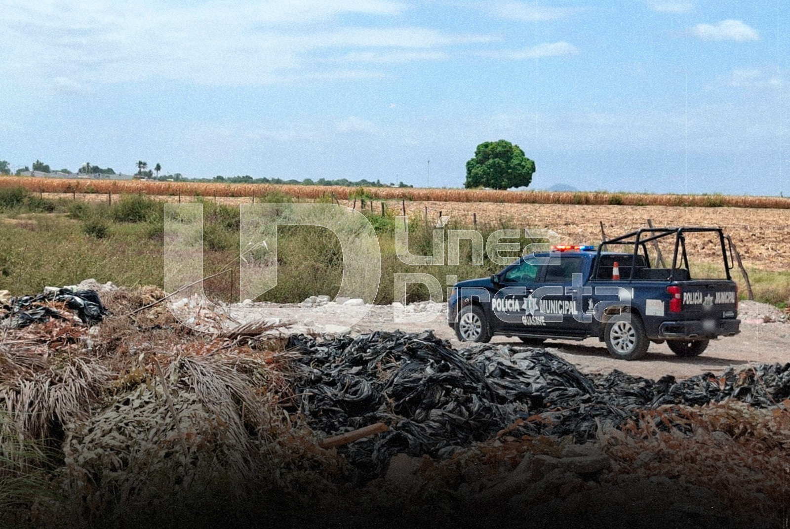 Policía de Guasave en un predio