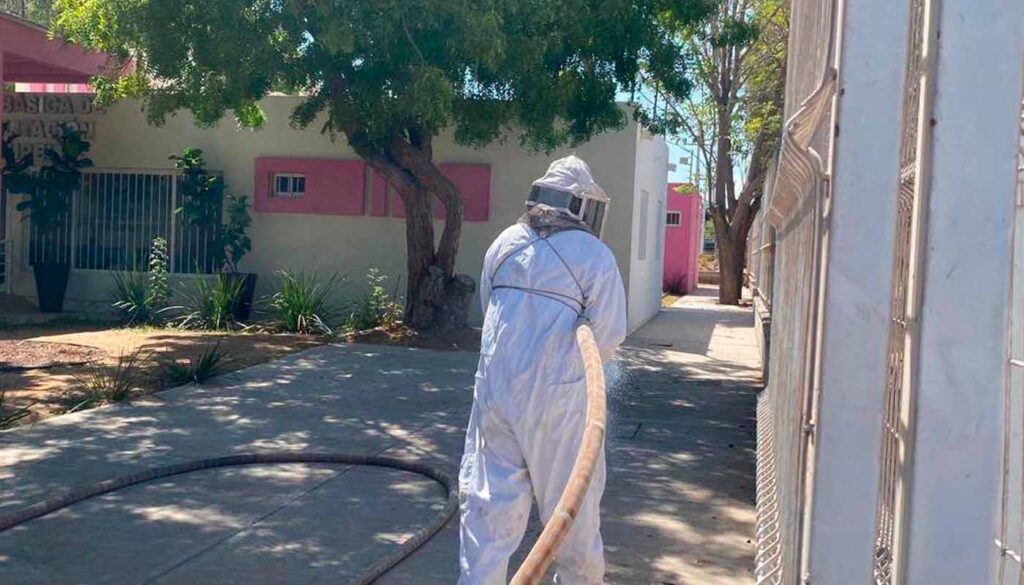 Retiran abejas en DIF Ahome