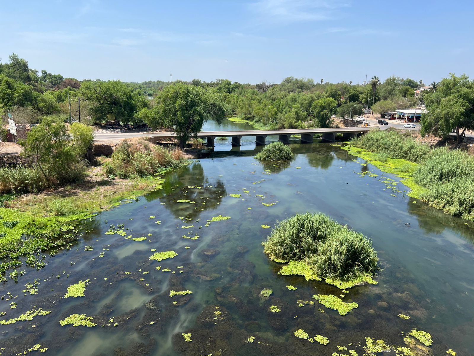 Río con arbustos y lama verde