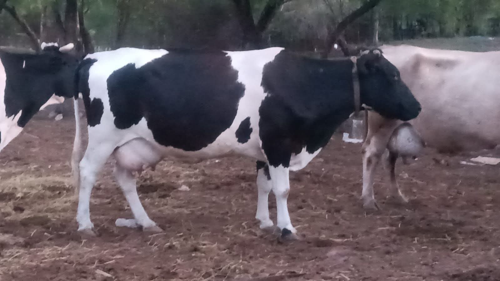 Vaca