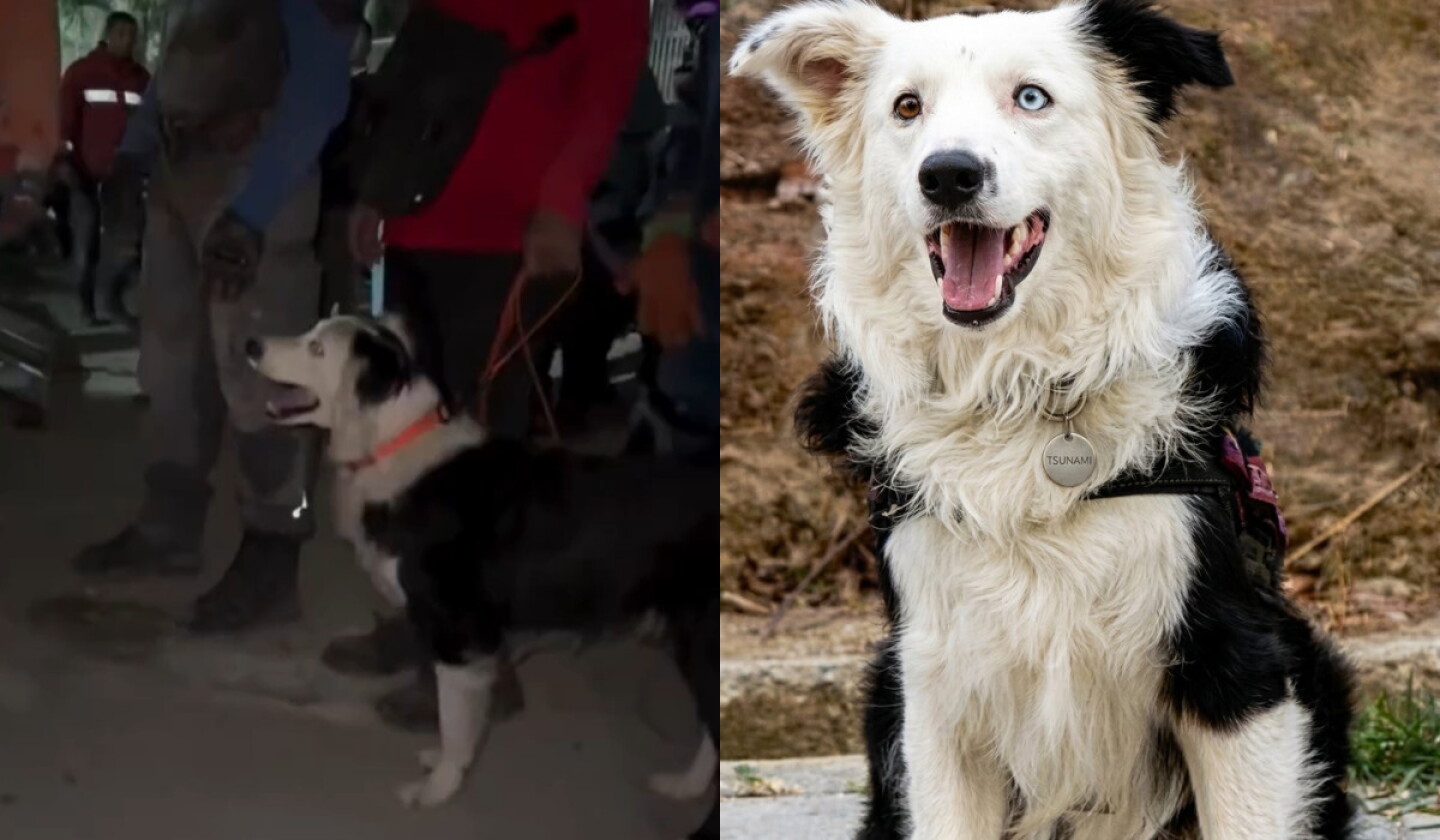 Tsunami, el perro rescatista que salva vidas tras devastadores terremotos en Venezuela