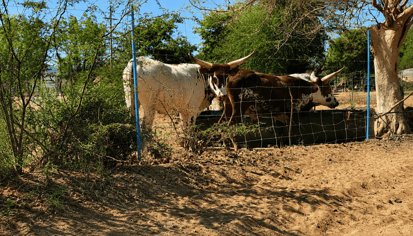 Vacas en establo