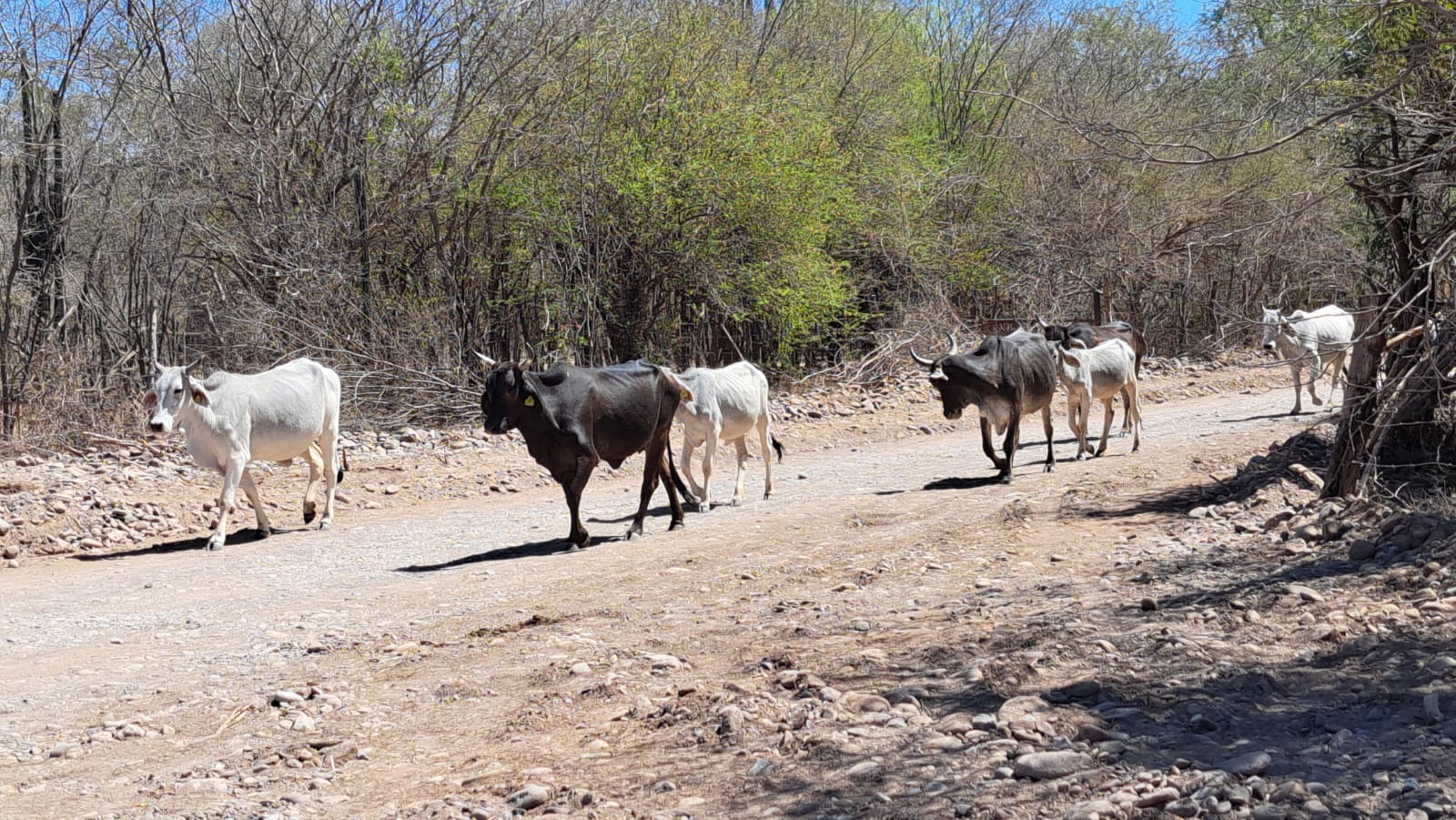 Vacas y becerros