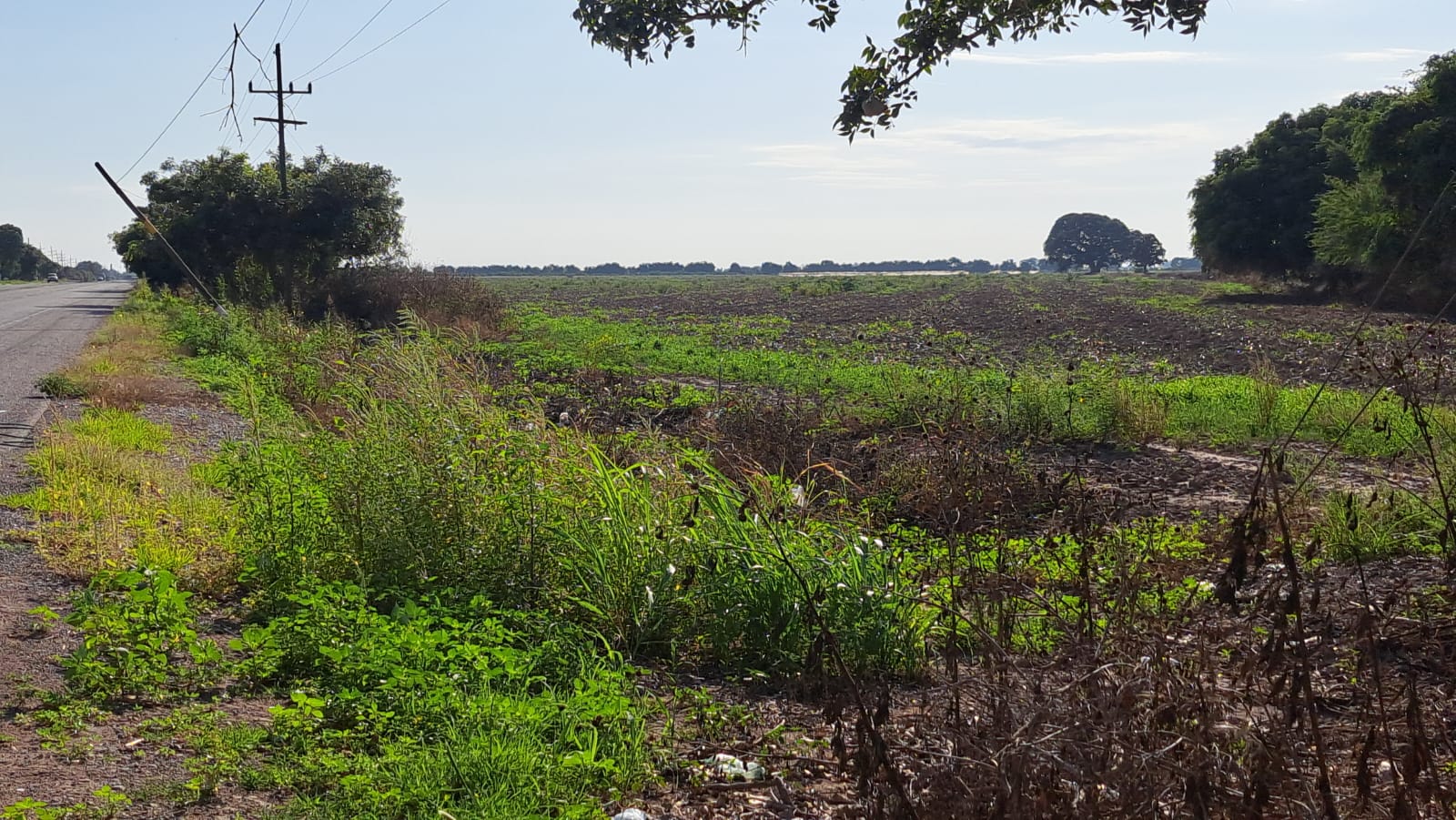 campo