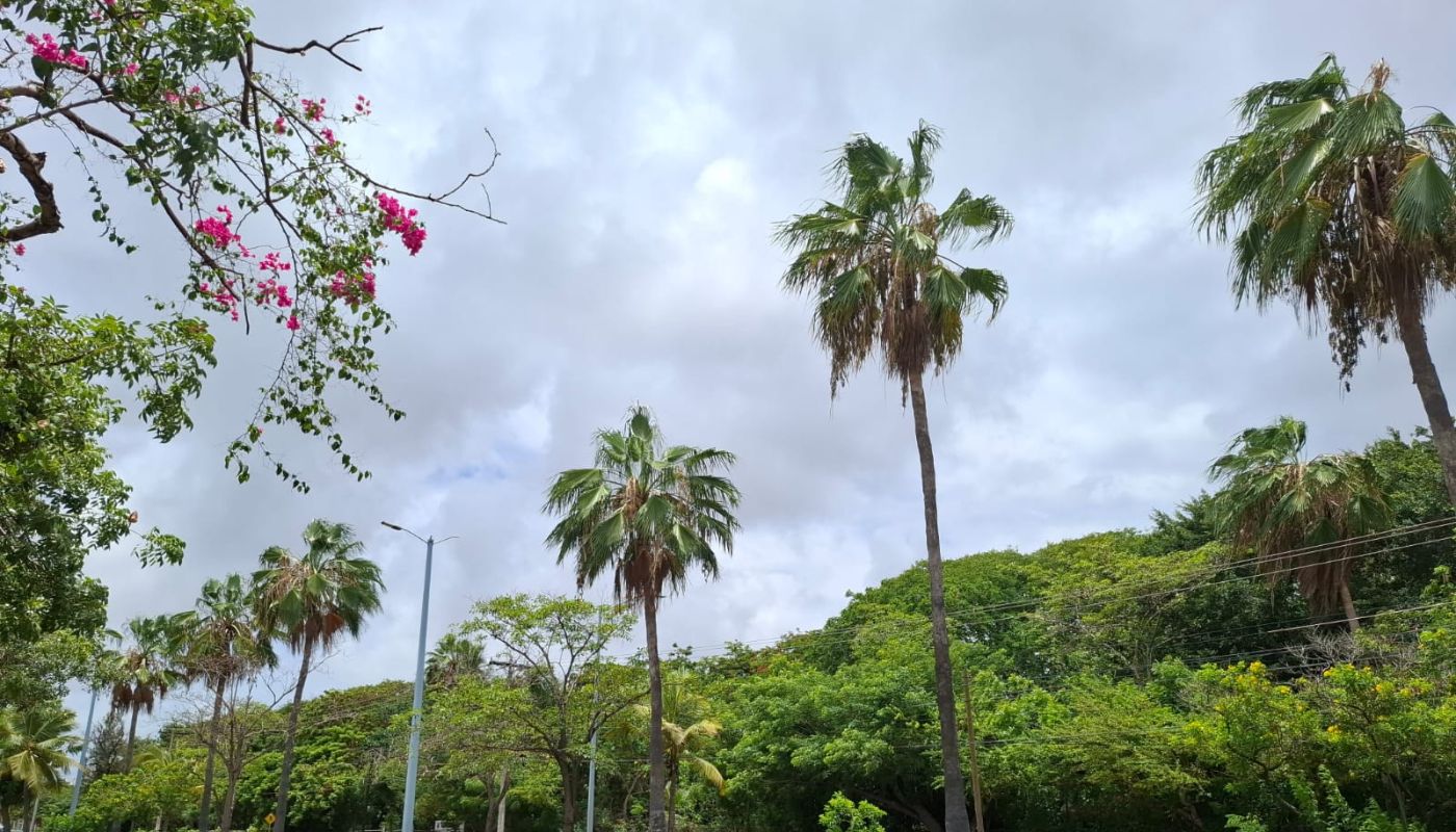 paisaje con cielo nublado, palmas y árboles