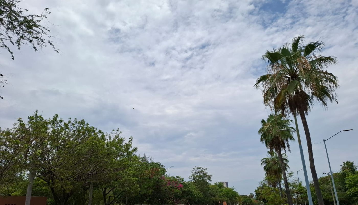 Cielo nublado y palmas y árboles