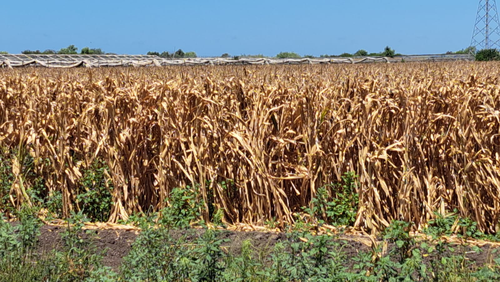 Cultivo de maíz seco