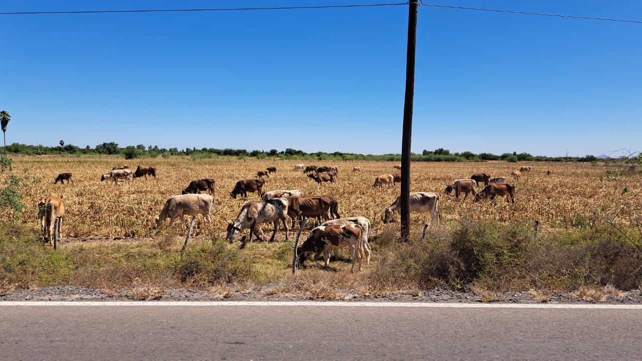 Ganado alimentándose
