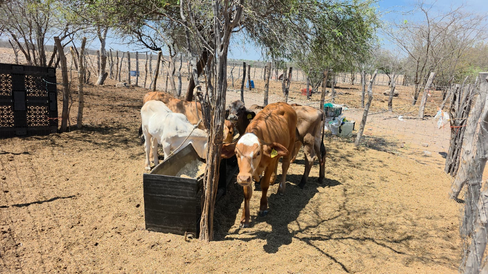 Vacas en establo