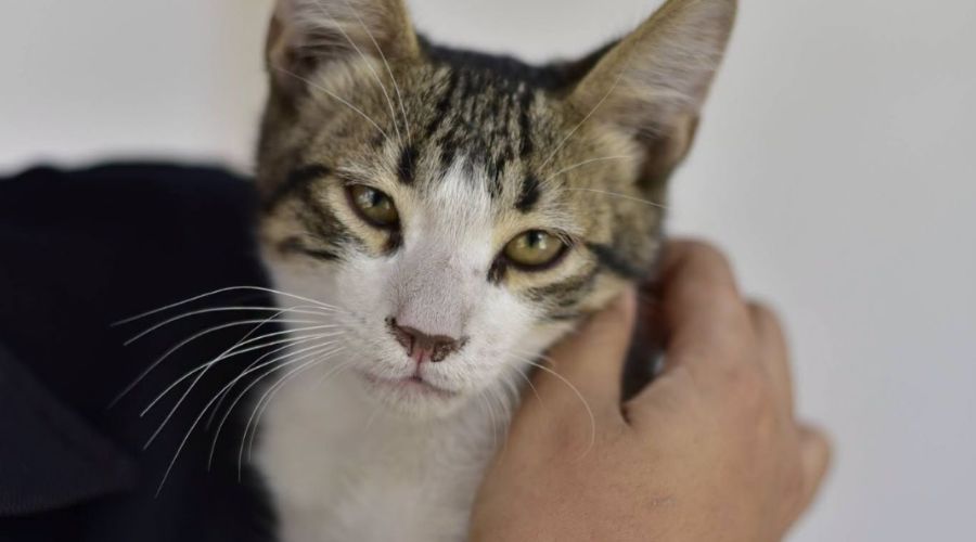 gatito