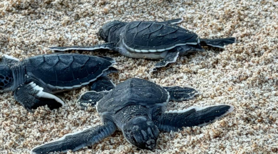 Liberan tortugas marinas en plaza de Mazatlán