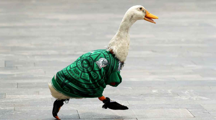 El pato Merlín.
