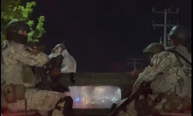 Militares con perrito callejero