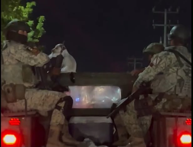 Militares con perrito callejero