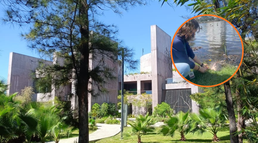 El Hospital de la Fauna del Gran Acuario Mazatlán rescatan a un tortuga herida