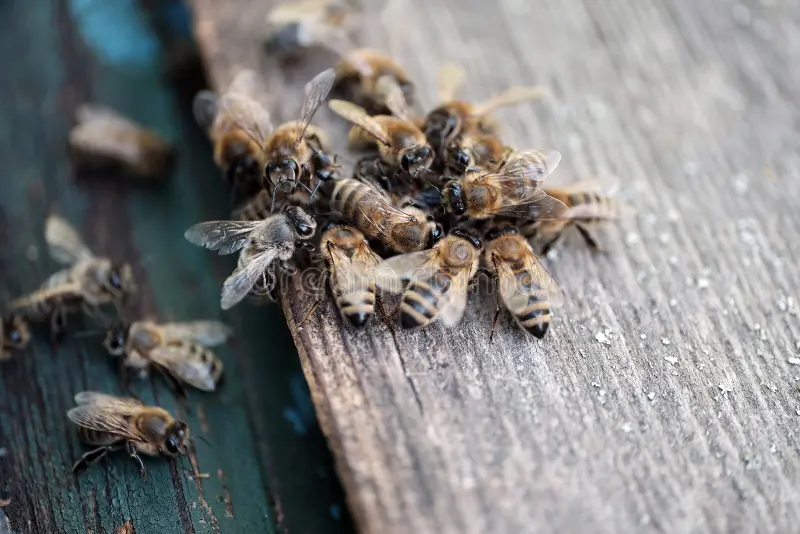 Ataque de abejas deja 14 personas lesionadas en León, Guanajuato