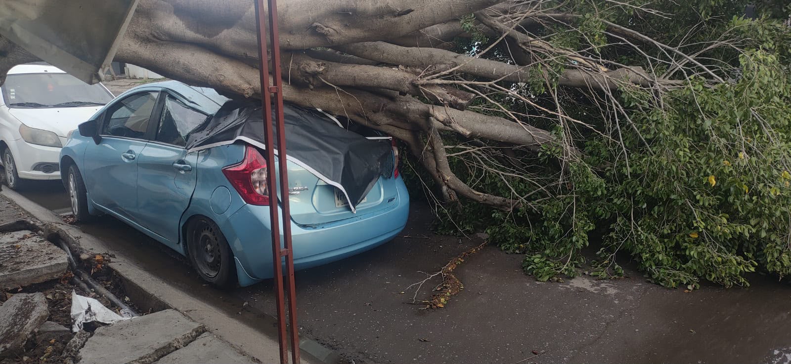 Uno de los árboles caídos tras lluvias se desplomó sobre un auto