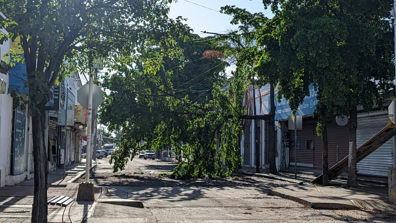 Árboles caídos afectan servios en Culiacán