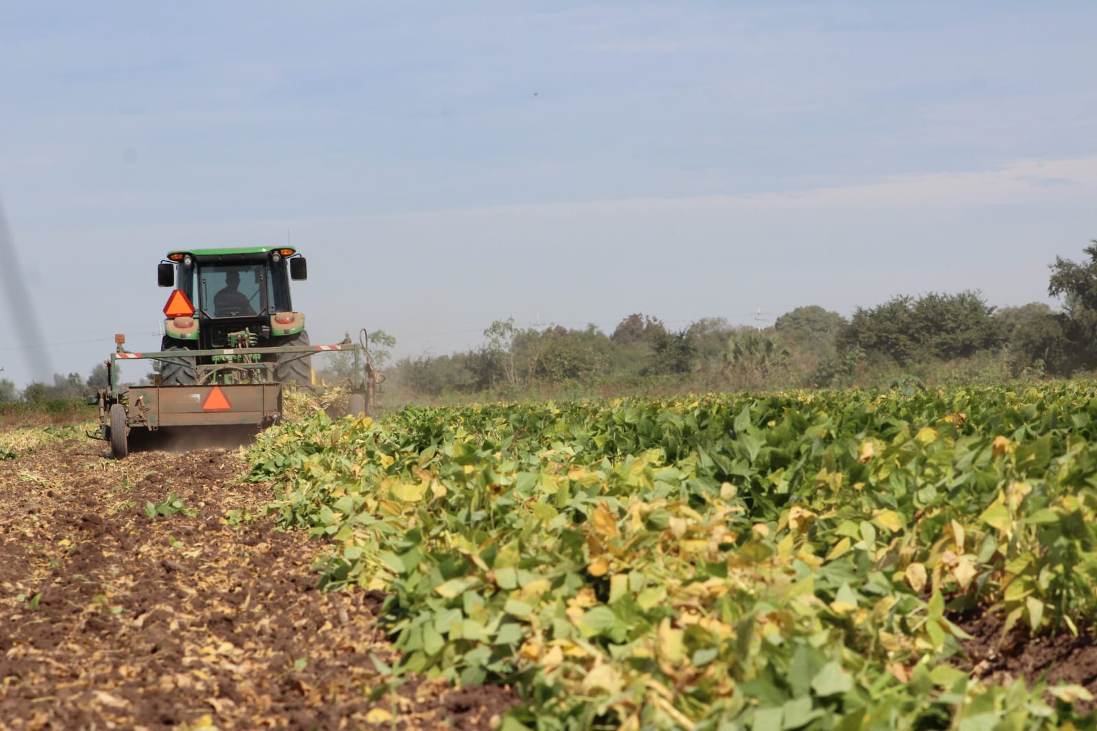 Campo de Sinaloa