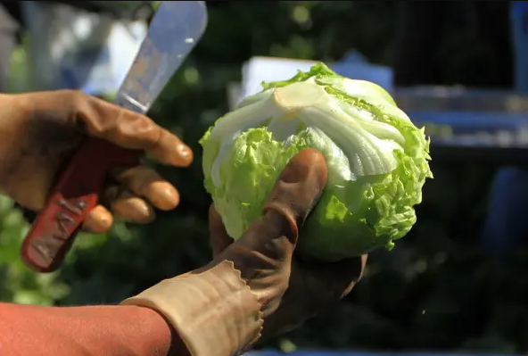 Lechuga contaminada provoca más de 4 mil casos de diarrea en Estados Unidos