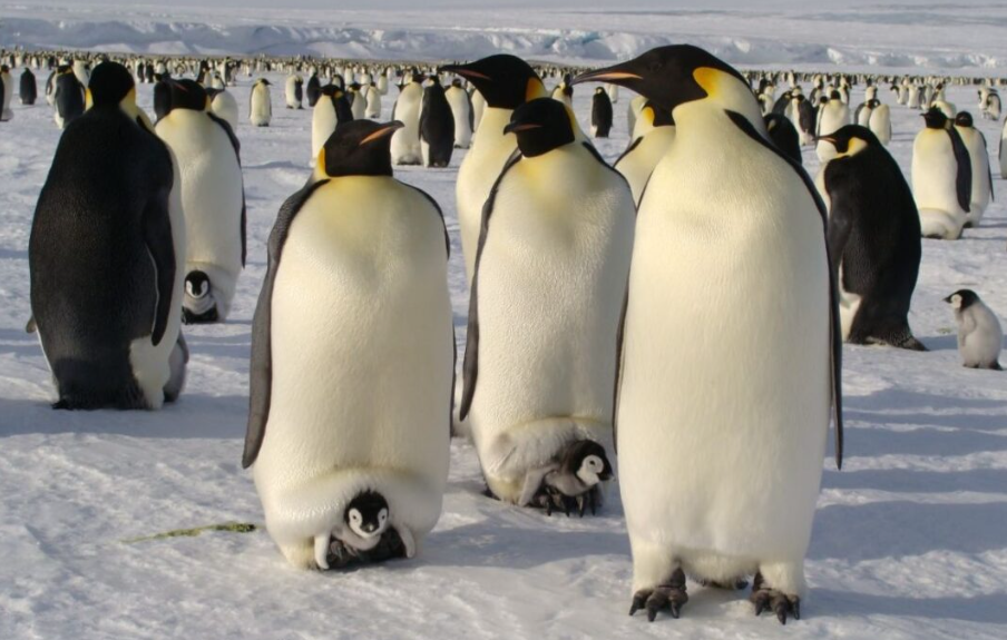 Estudio revela desplome de 69% en crías de pingüino emperador tras presencia de un enorme iceberg