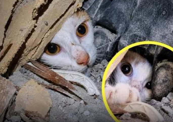 Gatita sobrevive 23 días atrapada bajo un edificio colapsado tras sismos en Venezuela
