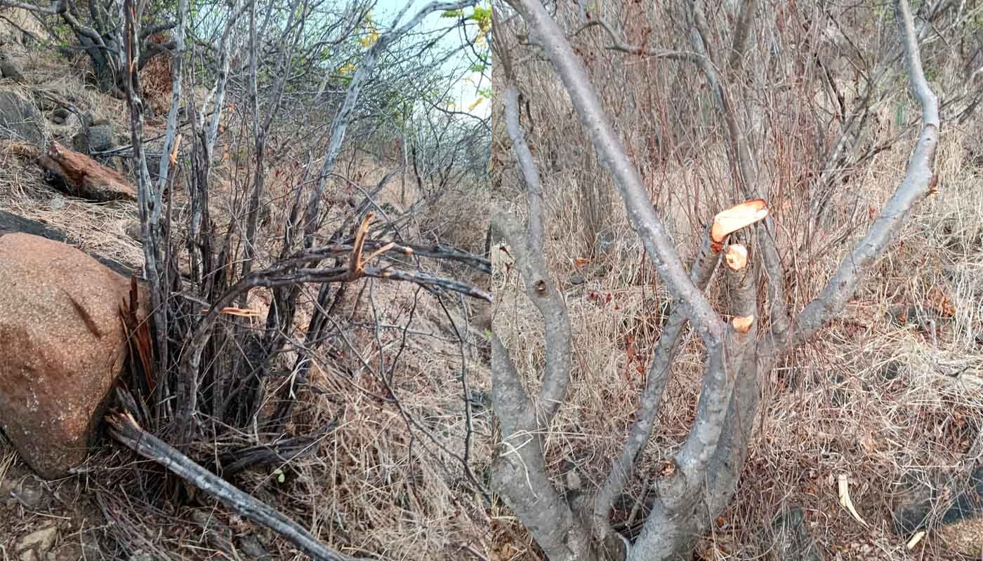 Integrantes de colectivo reportan presunto daño ambiental en el Cerro de La Memoria