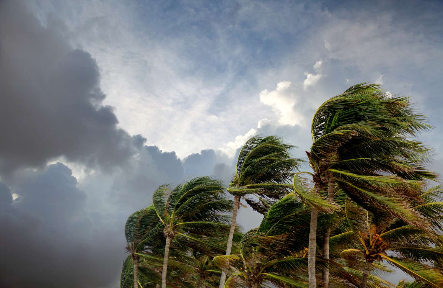 Palmas en movimiento por la intensidad del viento provocada por un fenómeno natural.