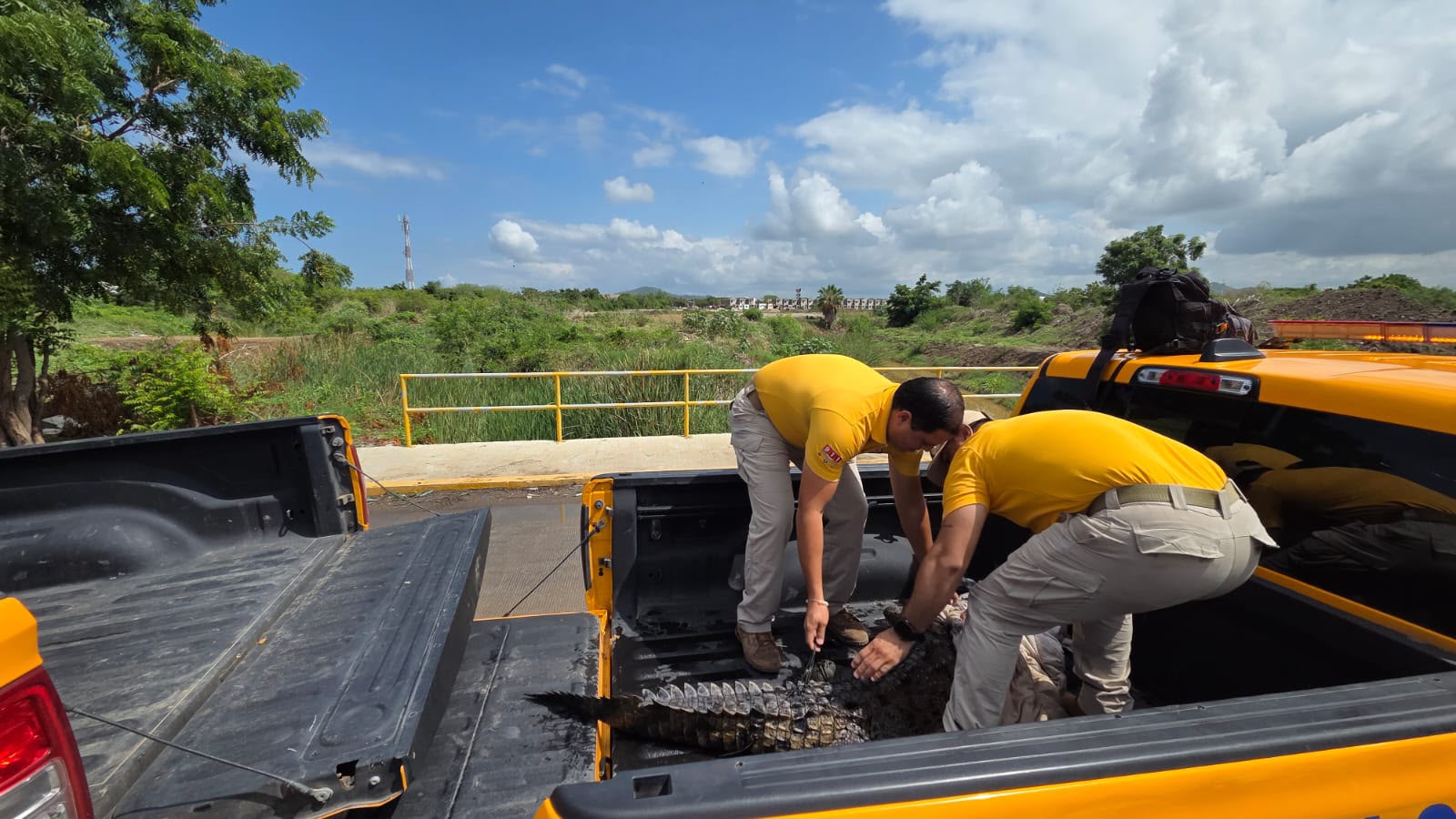 Captura de cocodrilo en Mazatlán