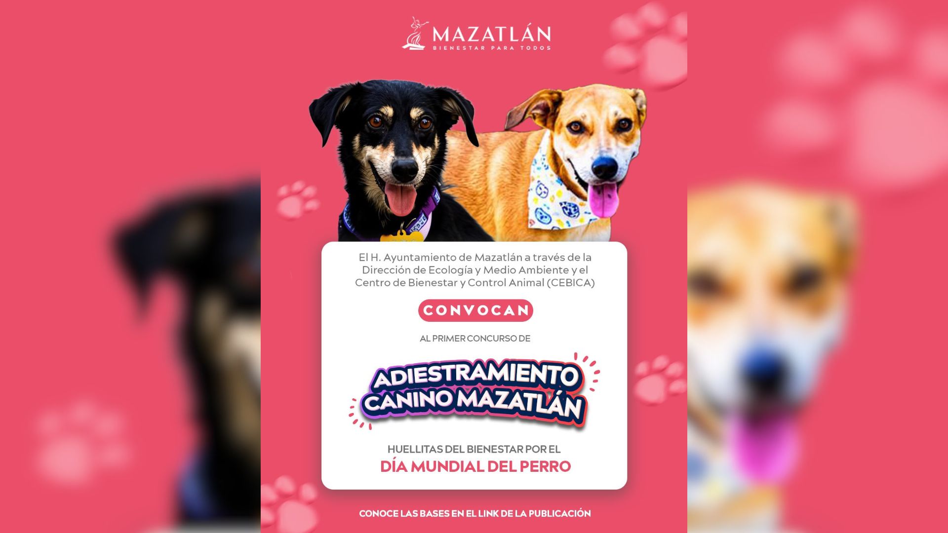Concurso de adestramiento canino