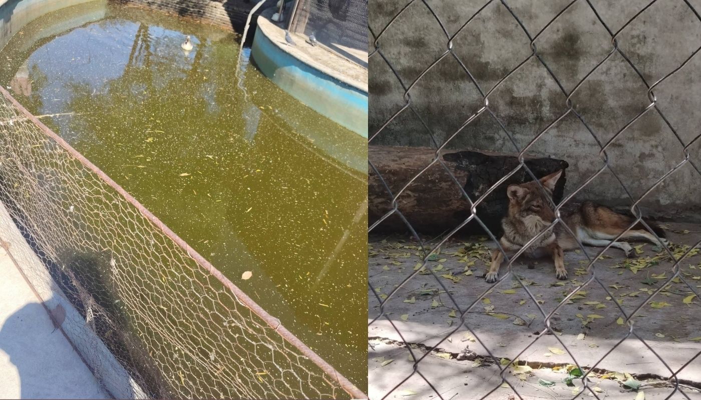Aguas estancadas y un animal en un zoológico